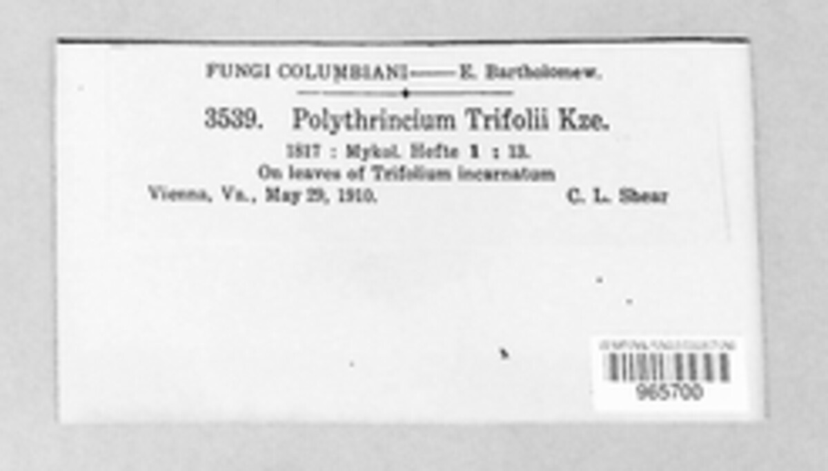 Polythrincium trifolii image